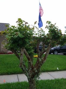 The tree post-pruning!